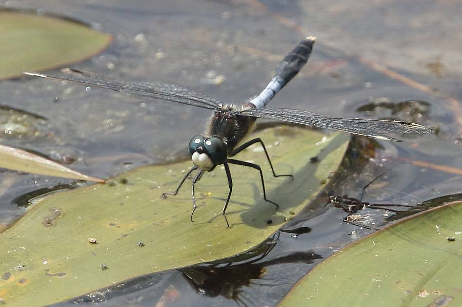 J18_0721 Leucorrhinia caudalis male.JPG